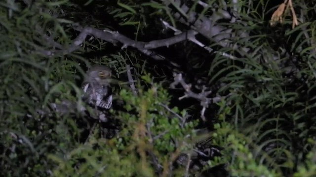 Elf Owl - ML646308823