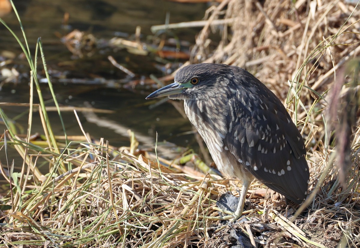 Ногоовор зашин - ML646308825