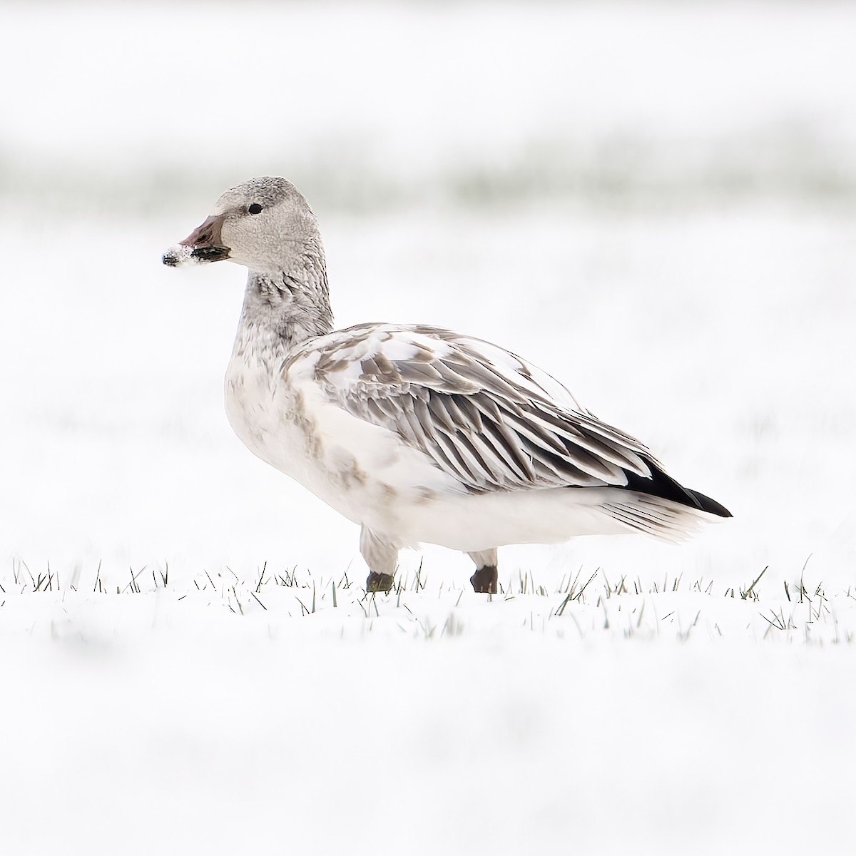 Snow Goose - ML646308826