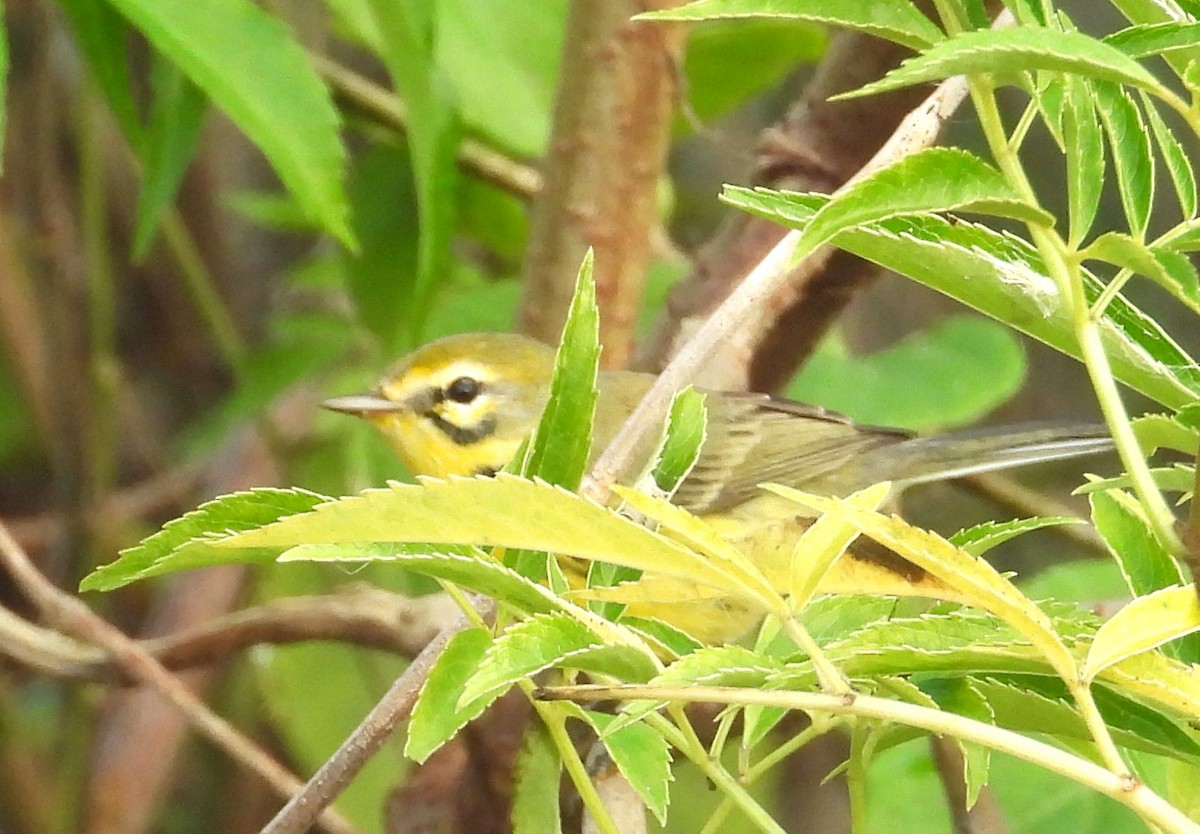 Prairie Warbler - ML646308827