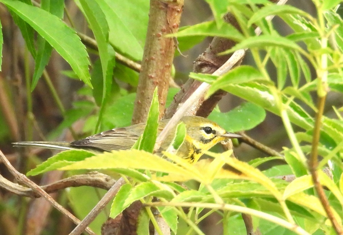 Prairie Warbler - ML646308828