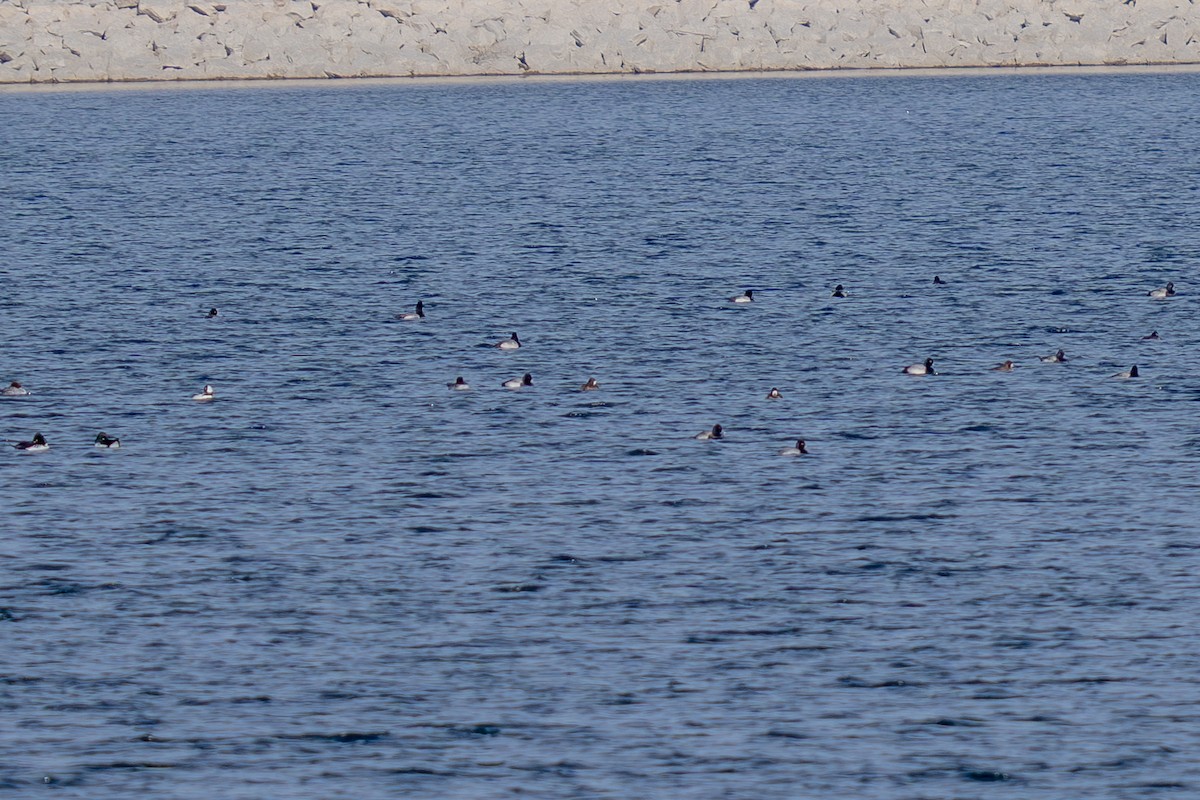 Greater/Lesser Scaup - ML646308833