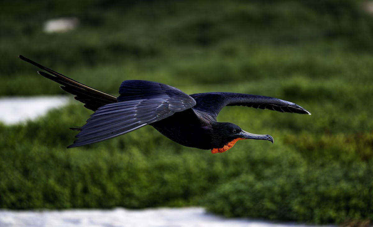 Magnificent Frigatebird - ML646308835
