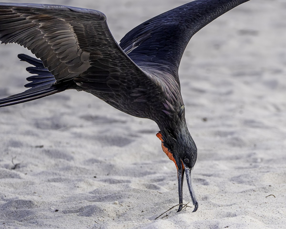 Magnificent Frigatebird - ML646308836