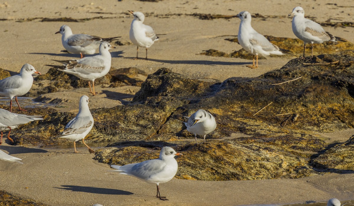 ミツユビカモメ - ML646308837