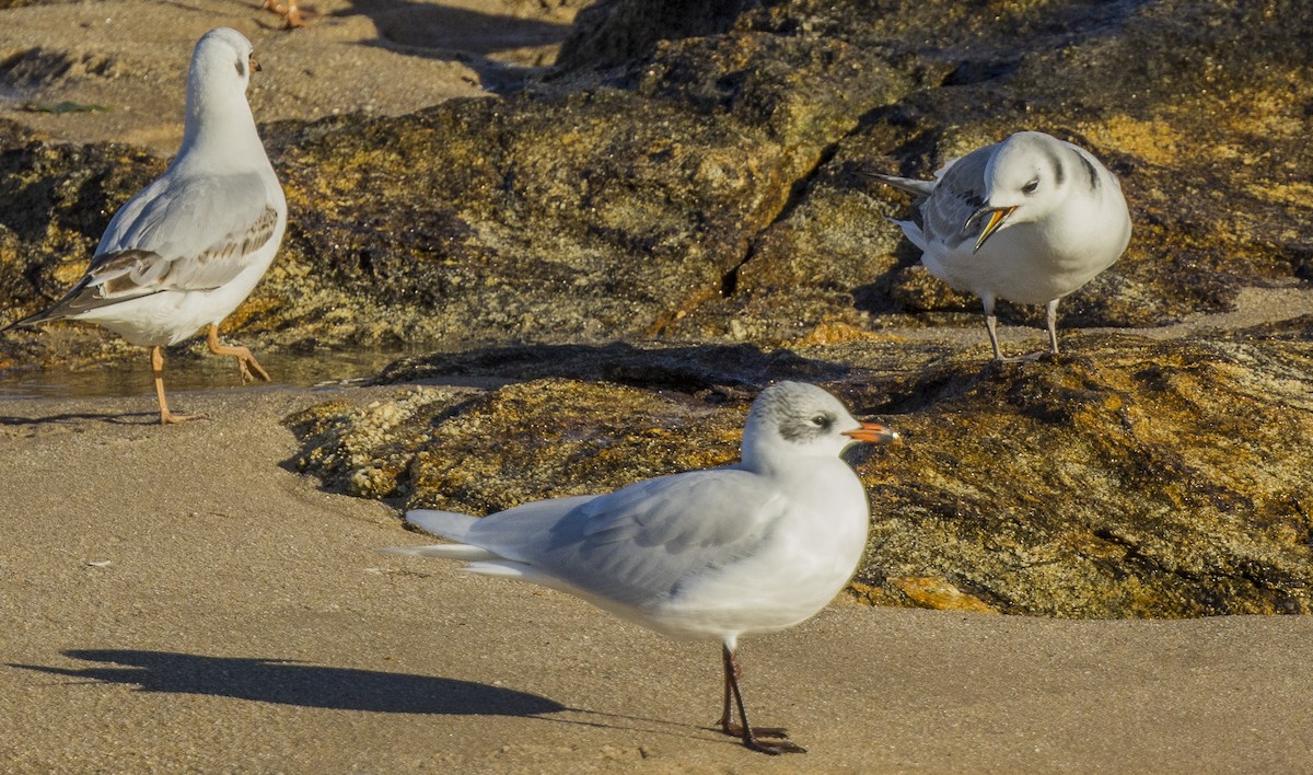 ミツユビカモメ - ML646308839