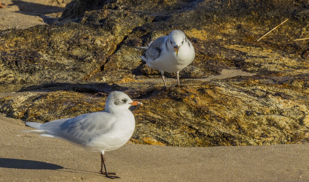 ミツユビカモメ - ML646308841