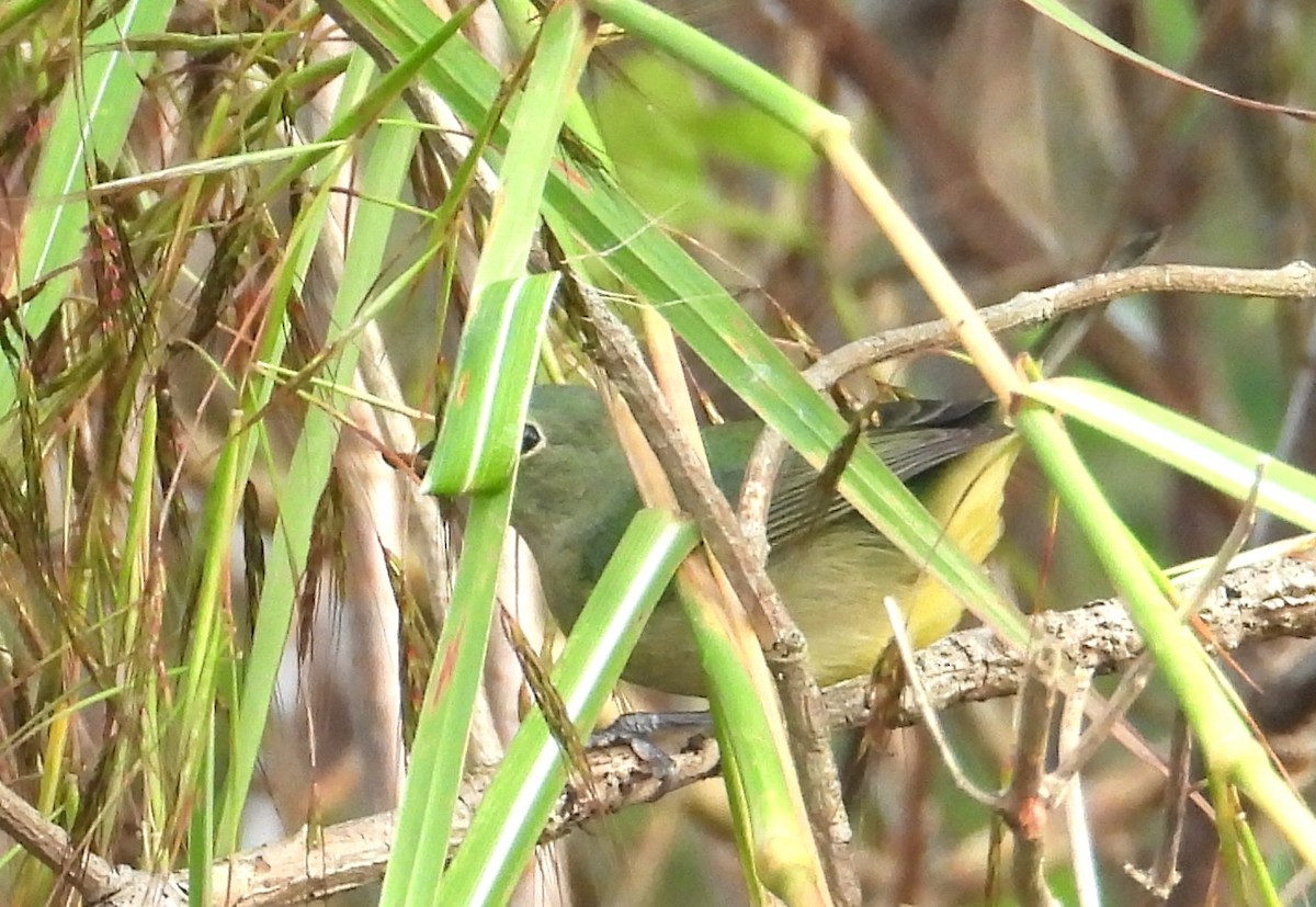 Painted Bunting - ML646308842