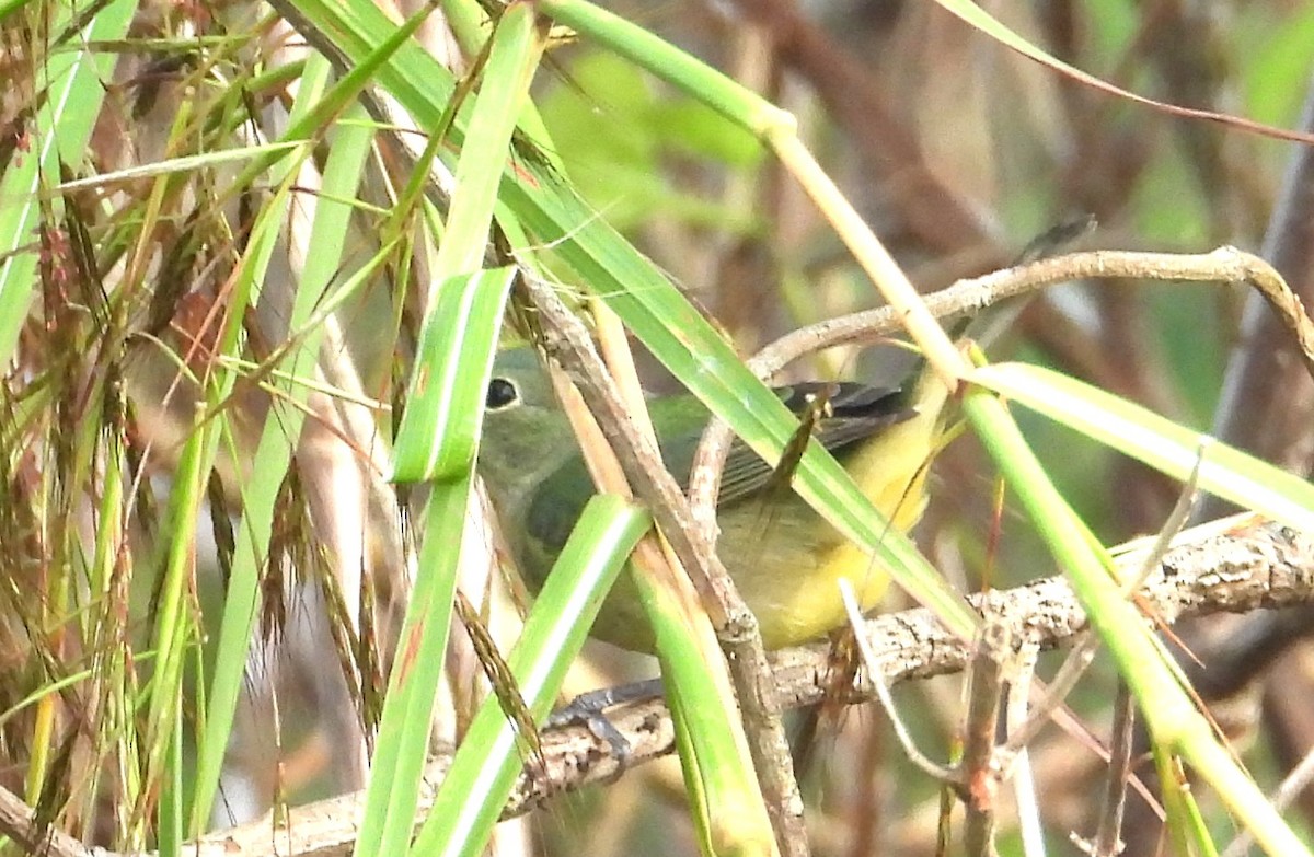 Painted Bunting - ML646308844