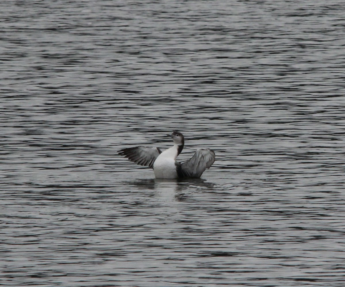 Common Loon - ML646308845