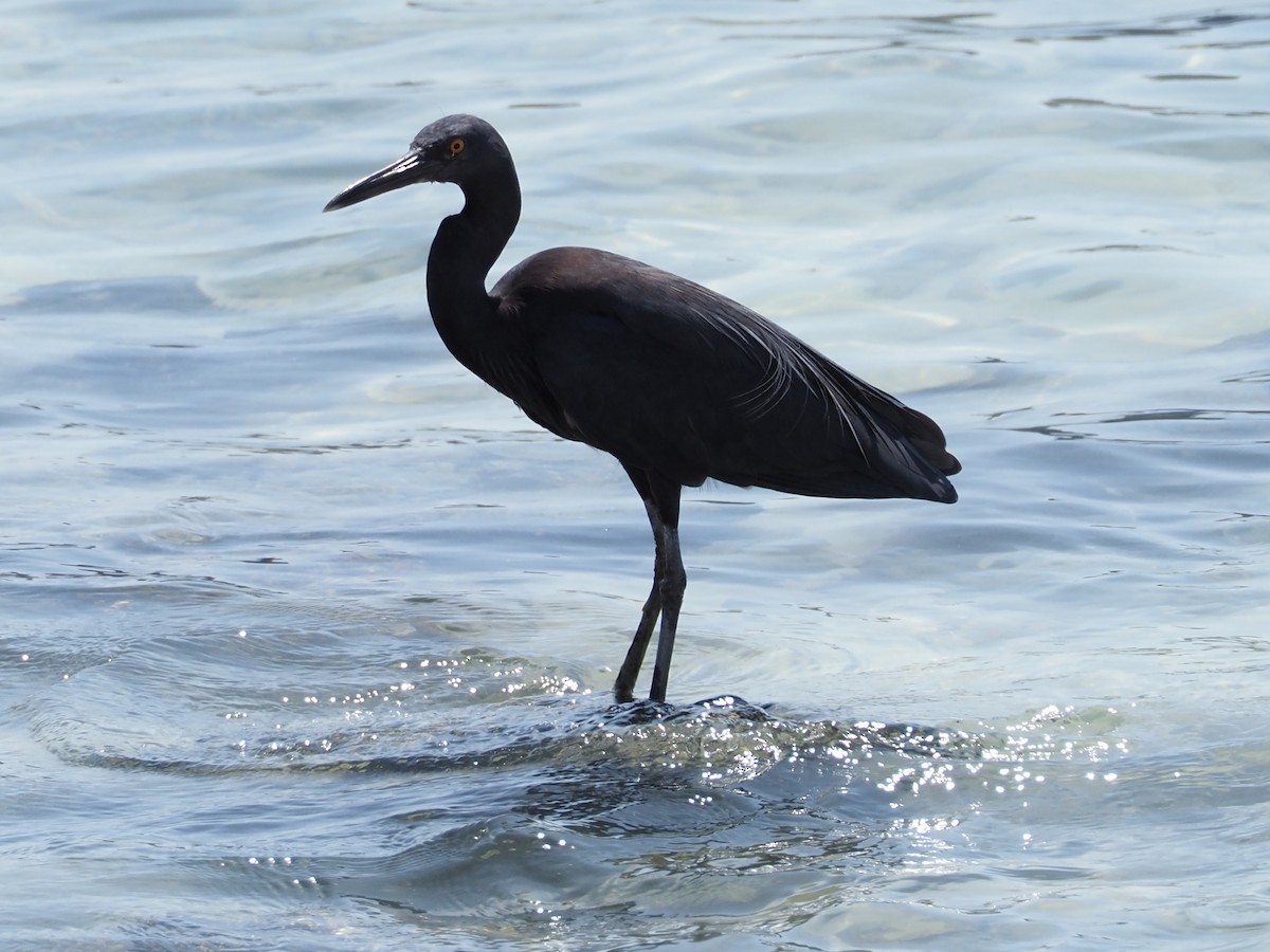 volavka pobřežní - ML646308847