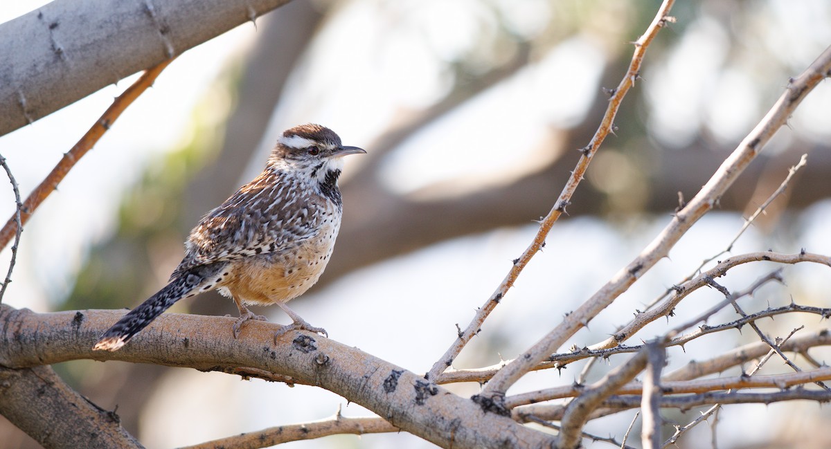 サボテンミソサザイ - ML646308850