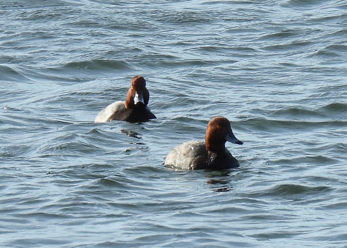 Redhead - ML646308851