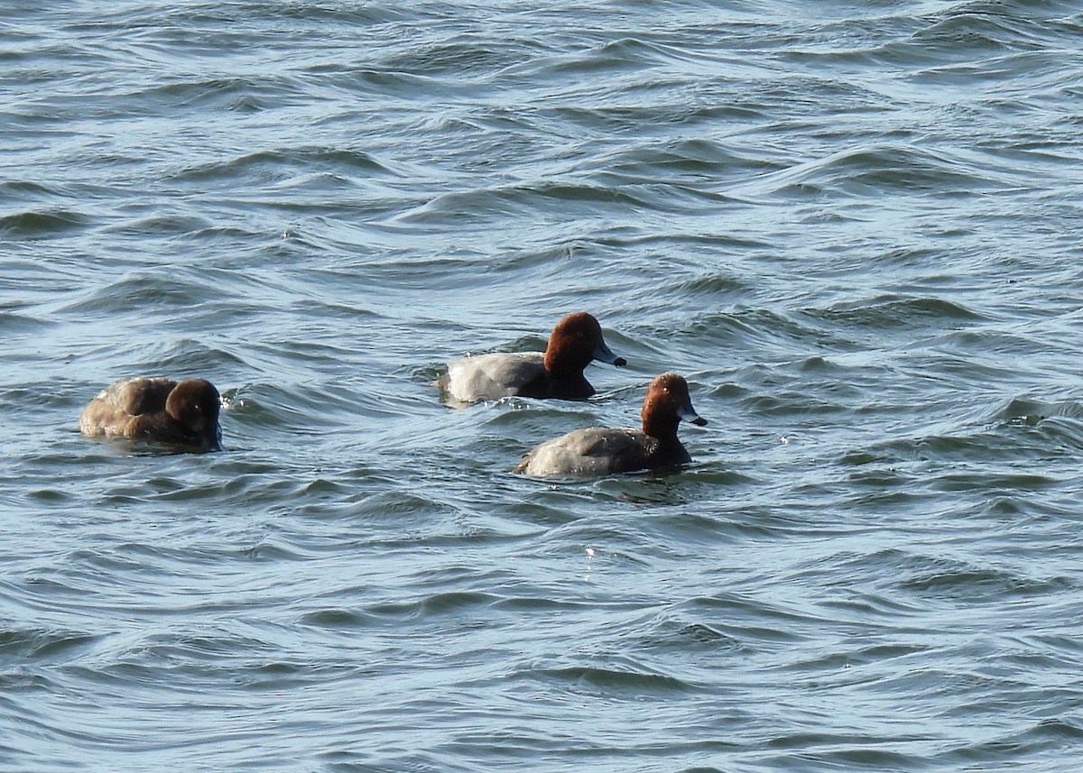 Redhead - ML646308853