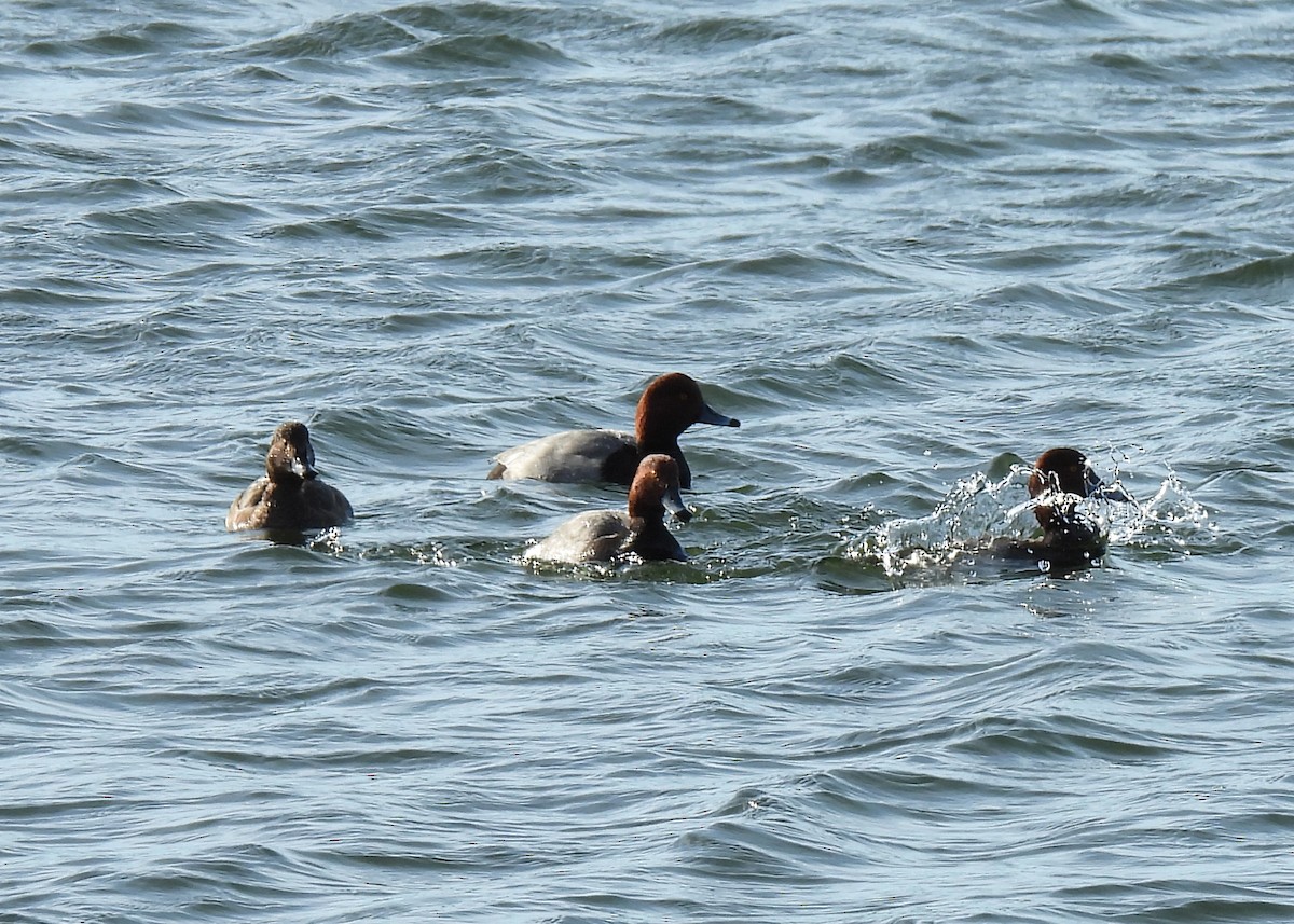 アメリカホシハジロ - ML646308854