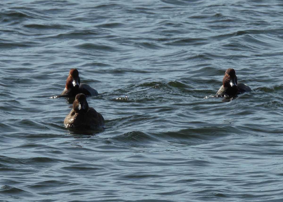 Redhead - ML646308855