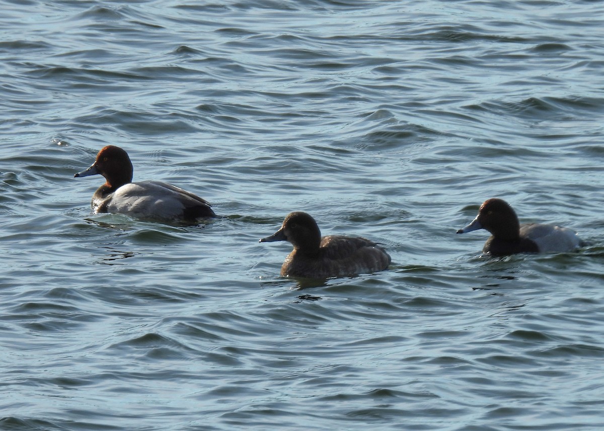 アメリカホシハジロ - ML646308856