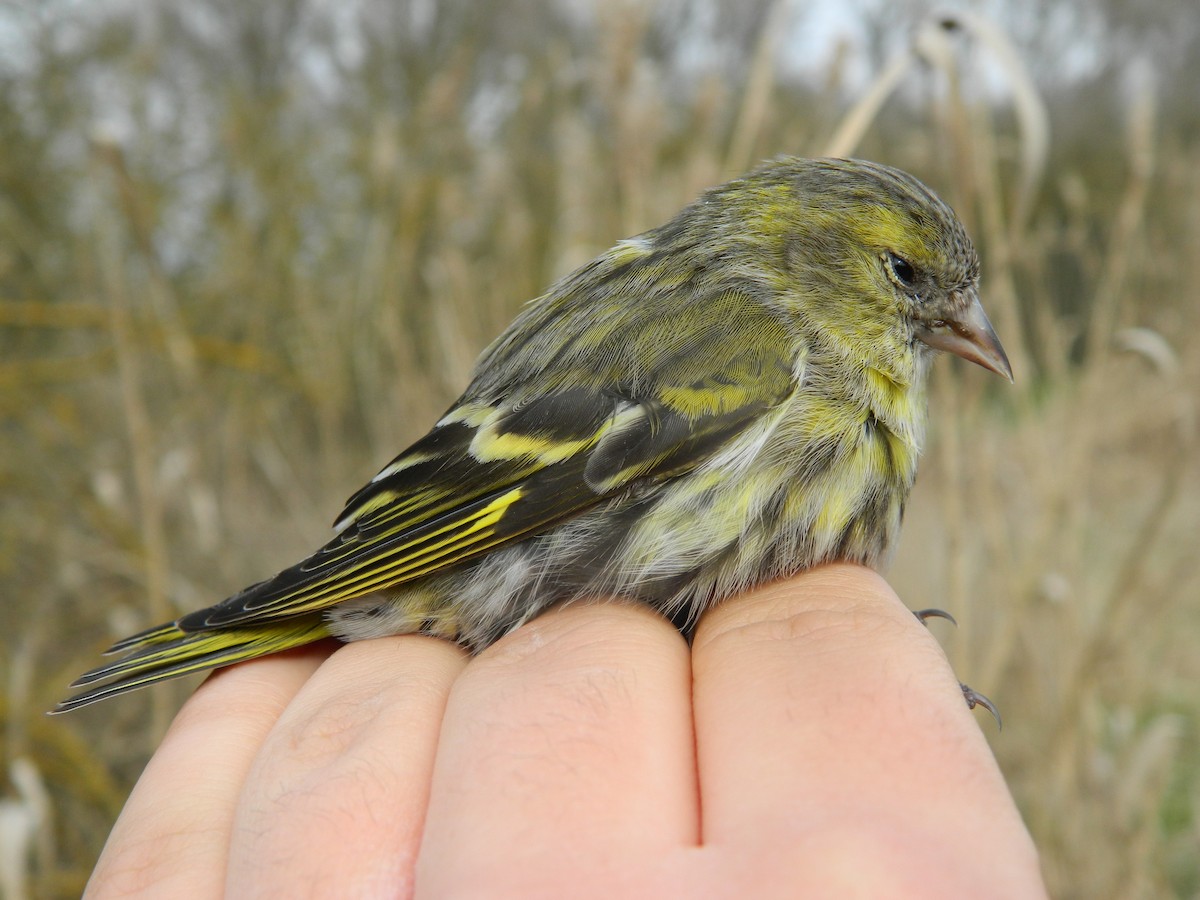 マヒワ - ML646308858