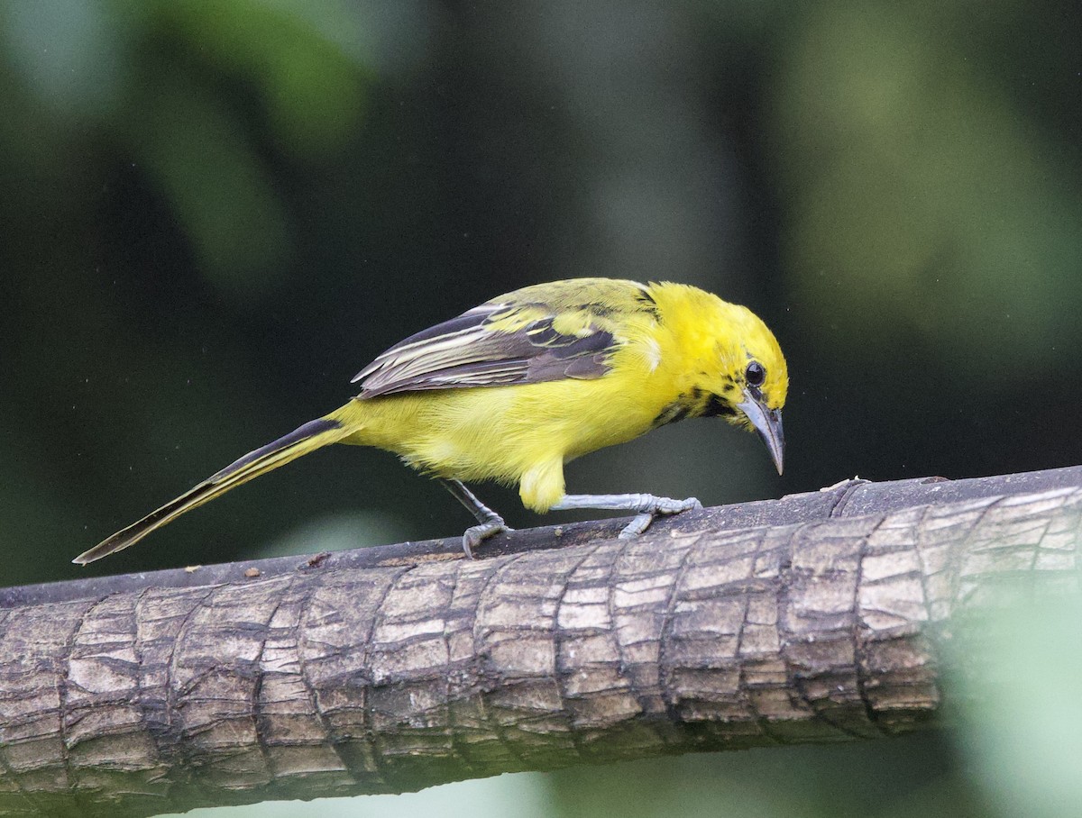 Трупіал жовтохвостий - ML646308860