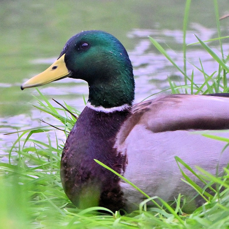 マガモ - ML646308862