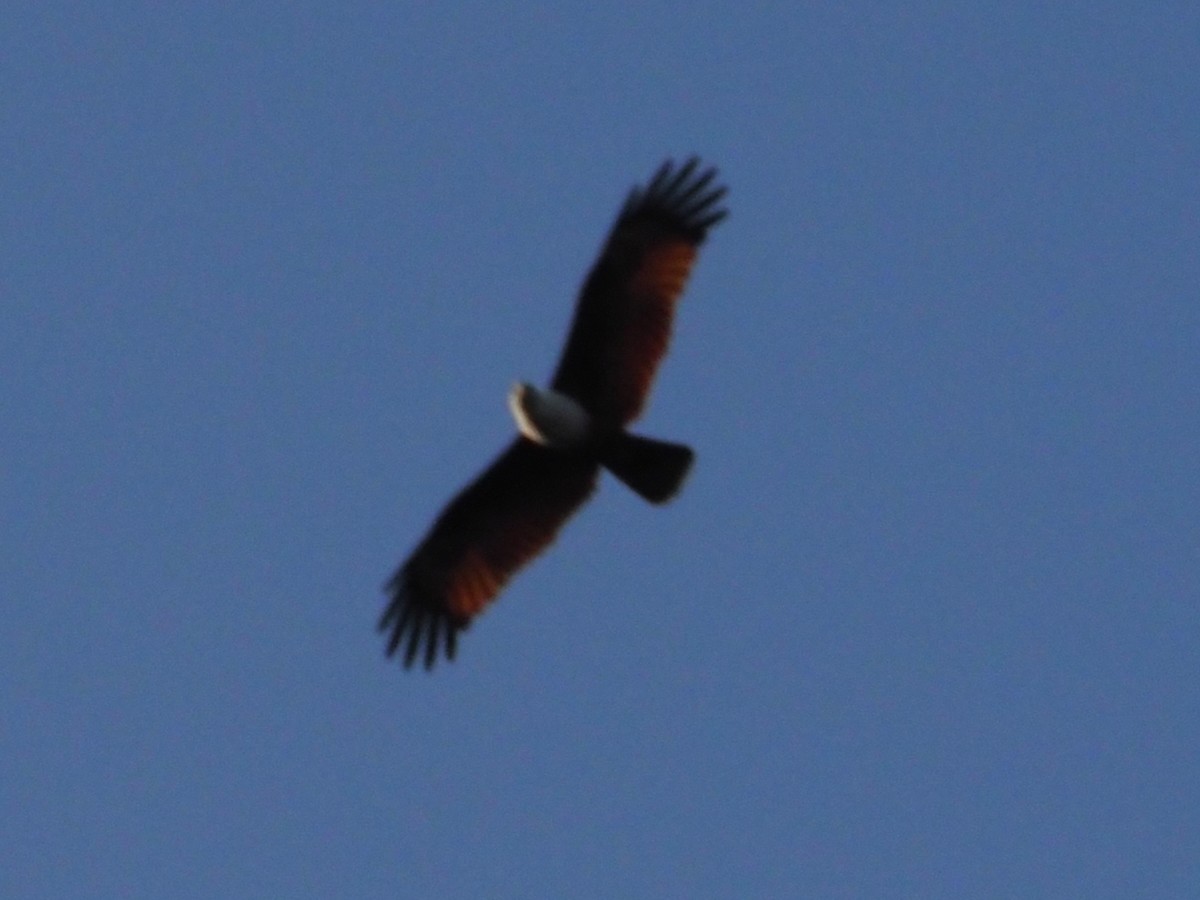 シロガシラトビ - ML646308863