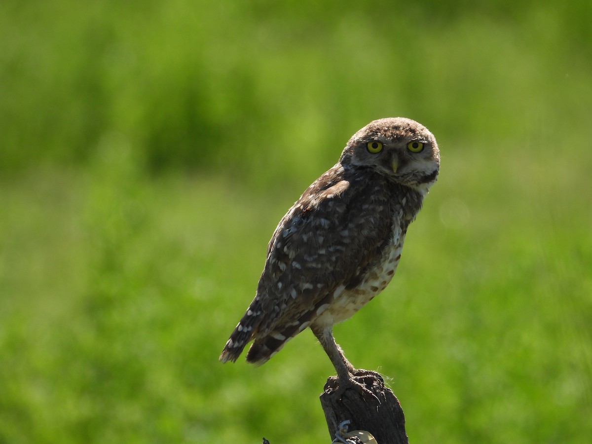 アナホリフクロウ - ML646308864