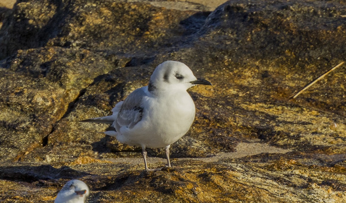 ミツユビカモメ - ML646308865