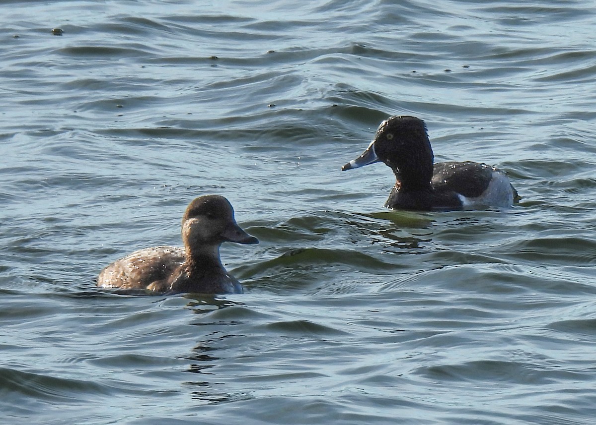 クビワキンクロ - ML646308866