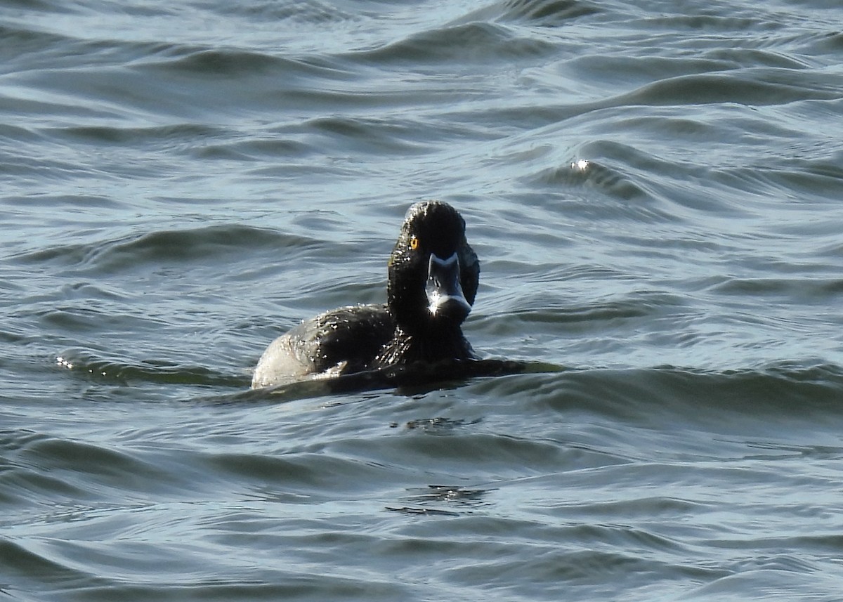 クビワキンクロ - ML646308867