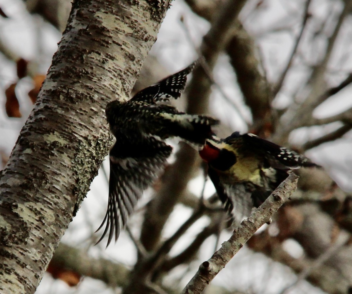 シルスイキツツキ - ML646308868