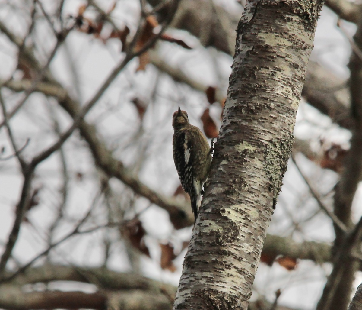 シルスイキツツキ - ML646308869