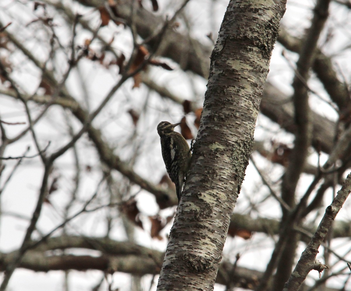 シルスイキツツキ - ML646308870