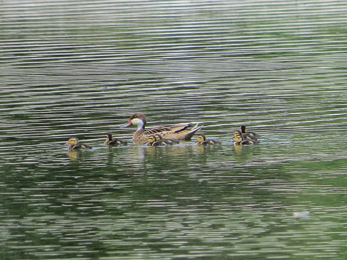 ホオジロオナガガモ - ML646308871