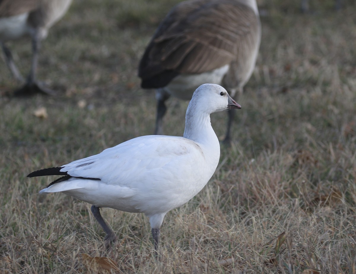 ヒメハクガン - ML646308872