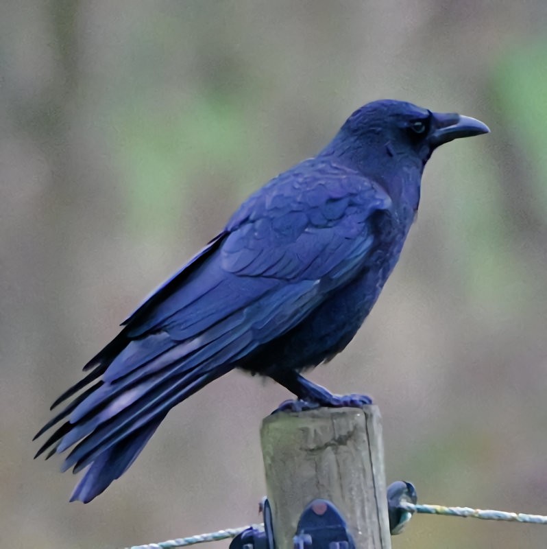 ハシボソガラス - ML646308874