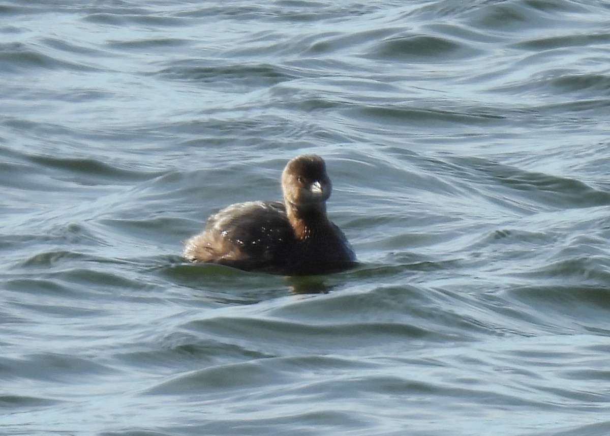 オビハシカイツブリ - ML646308876