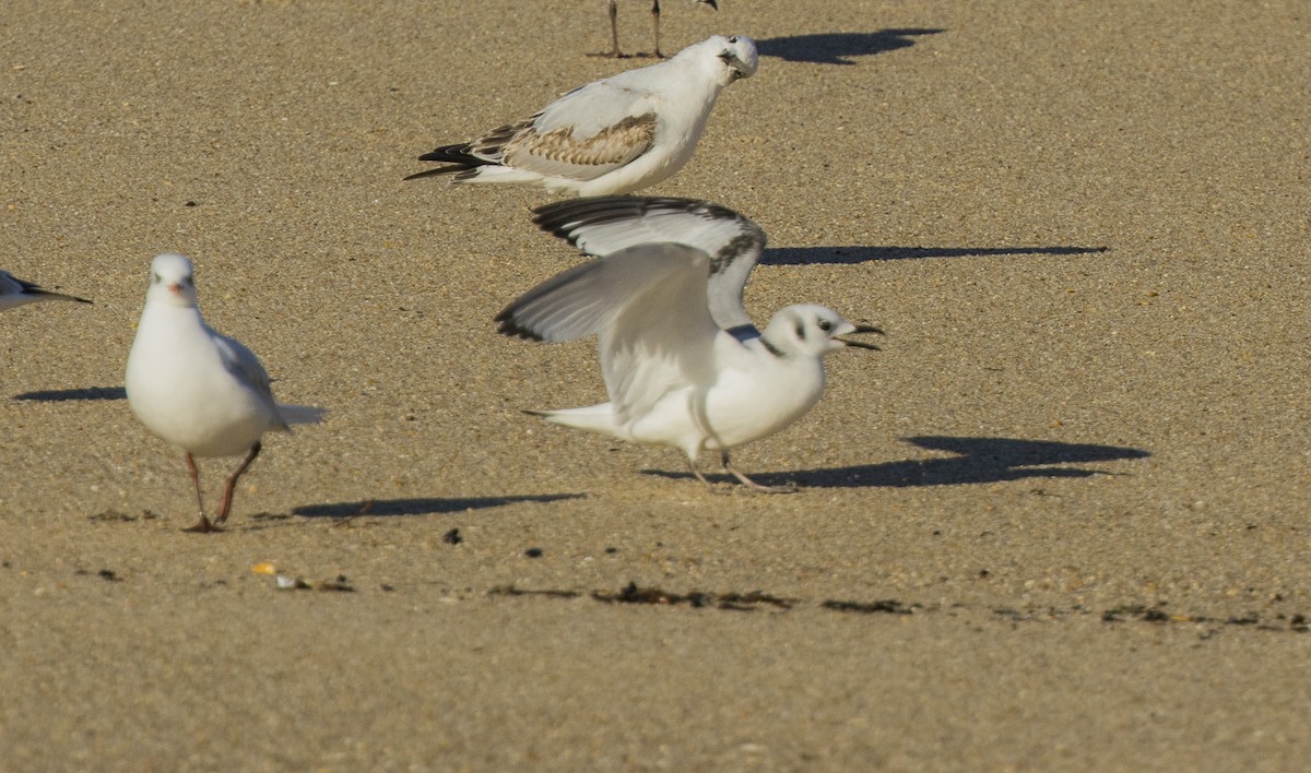 ミツユビカモメ - ML646308877