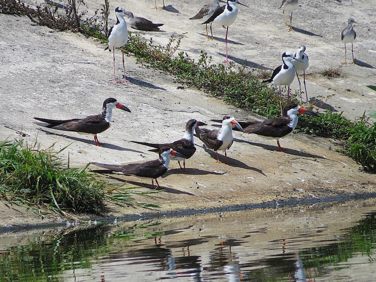 Black Skimmer - ML646308880
