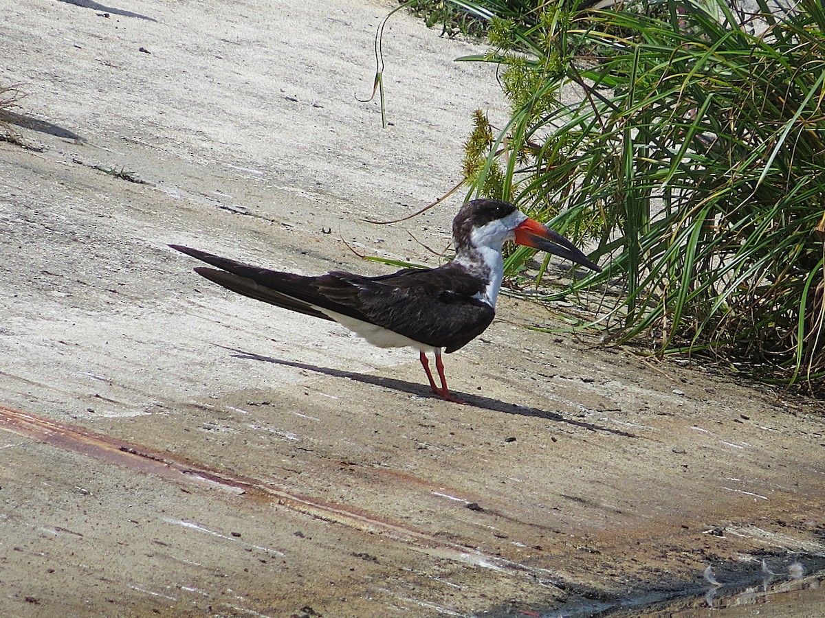 Black Skimmer - ML646308881