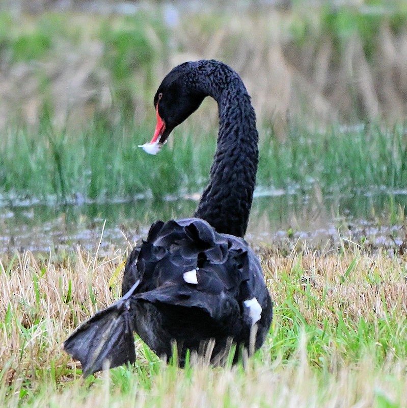 コクチョウ - ML646308882