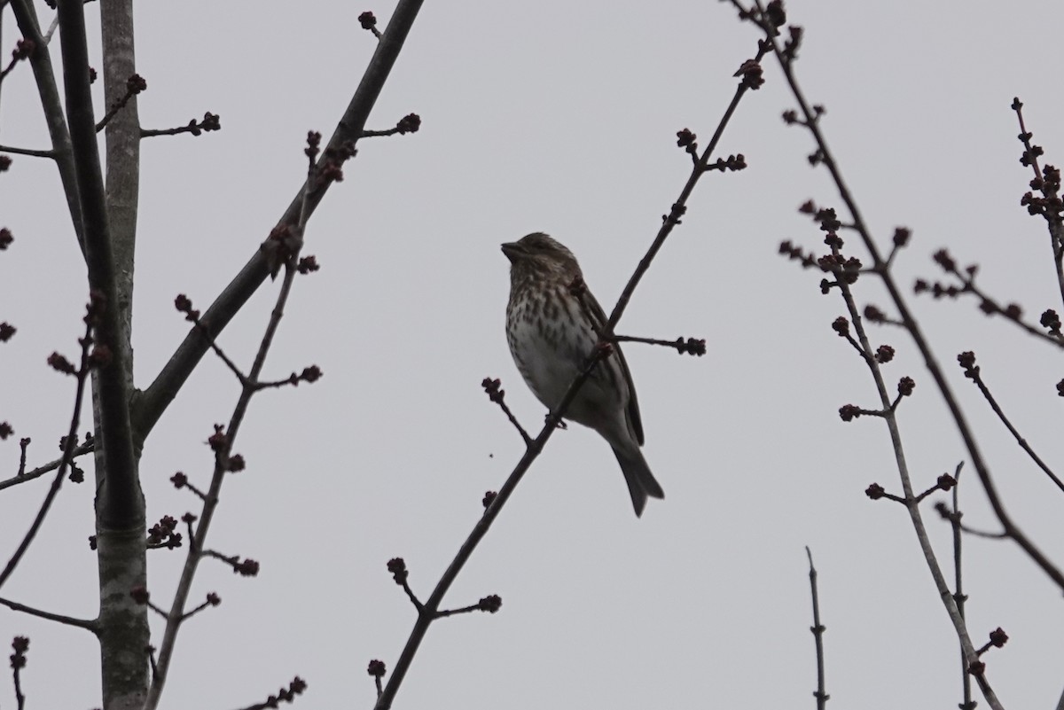 ムラサキマシコ - ML646308884