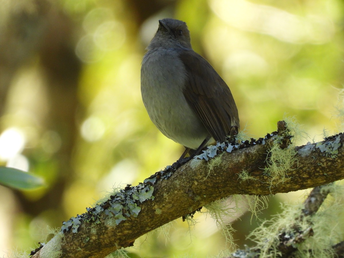 ハワイツグミ - ML646308886