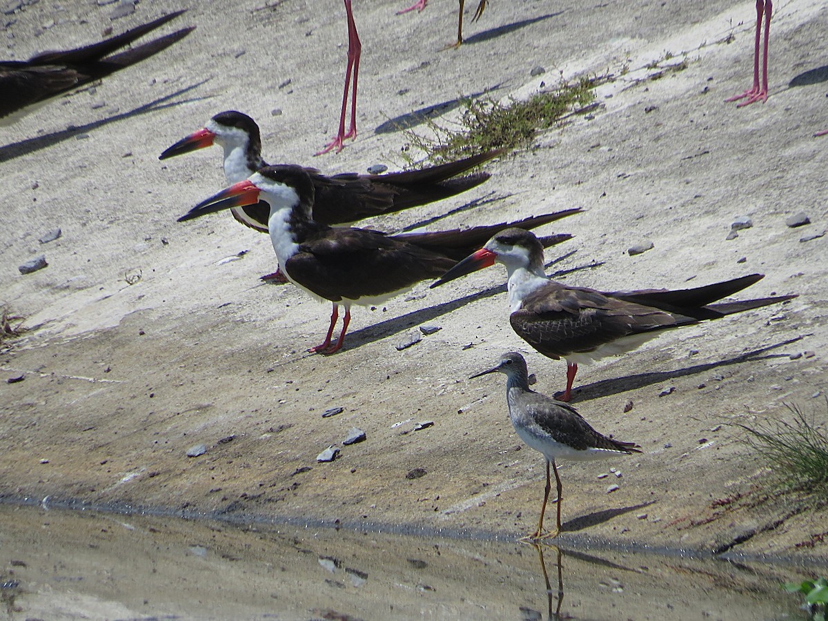 Black Skimmer - ML646308887
