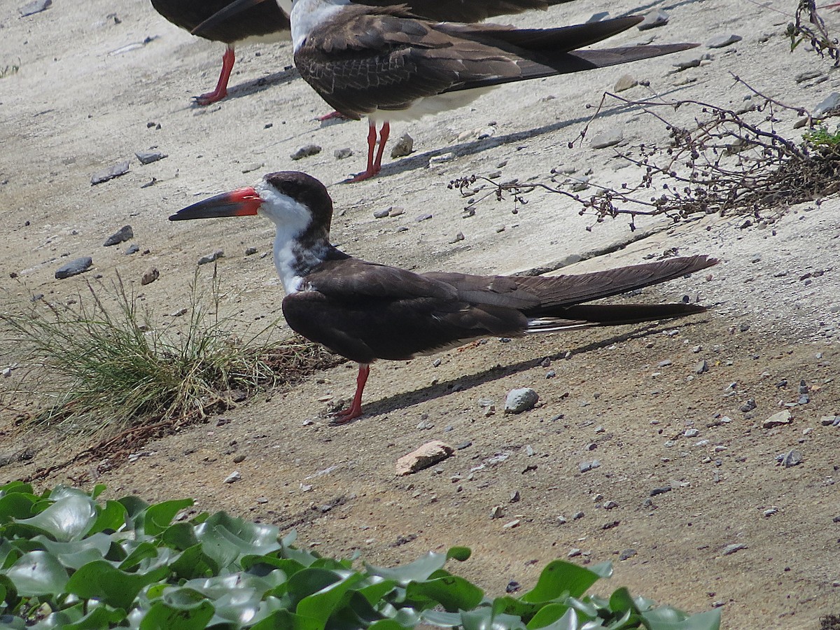 Black Skimmer - ML646308888
