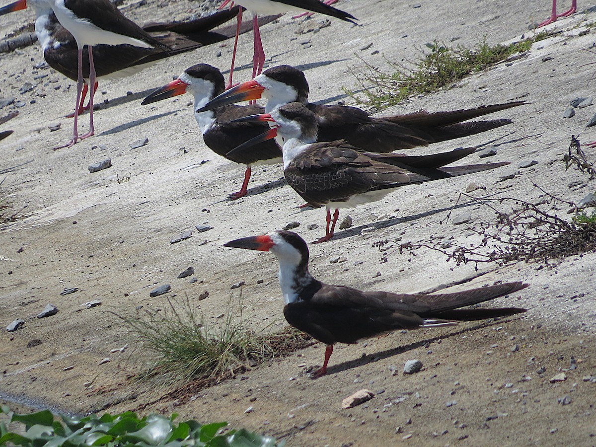 Black Skimmer - ML646308889