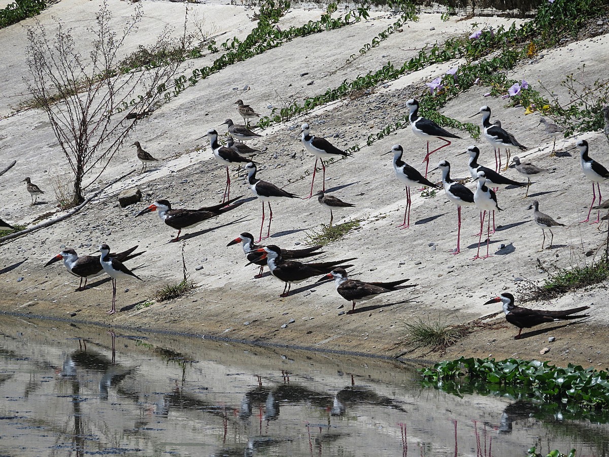 Black Skimmer - ML646308890