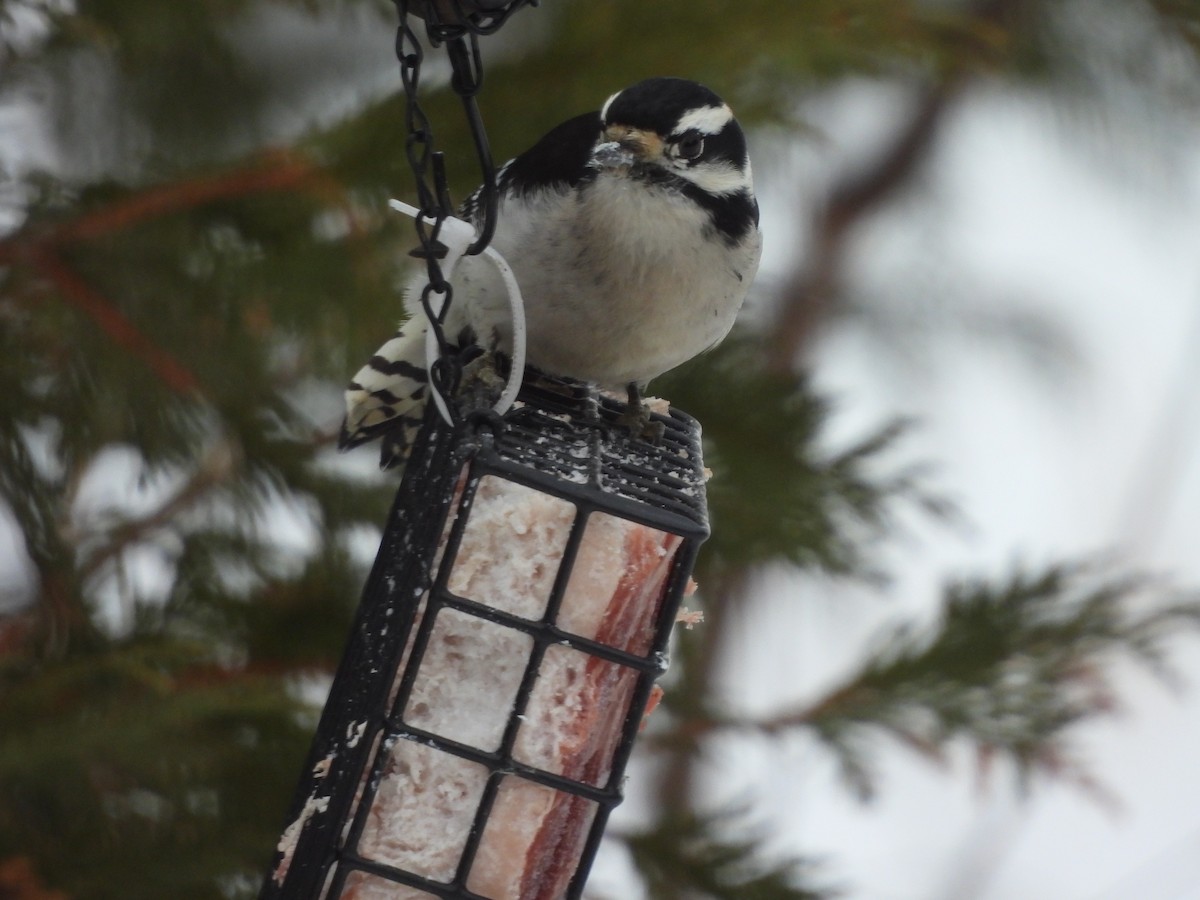 Downy Woodpecker - ML646308898