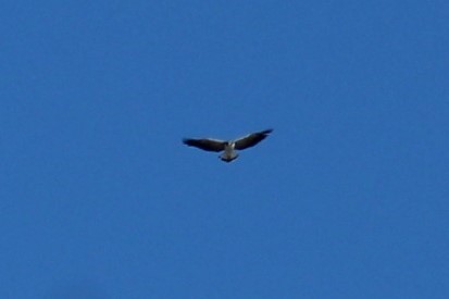 オジロノスリ - ML646308899