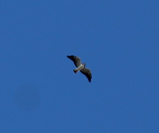 オジロノスリ - ML646308900