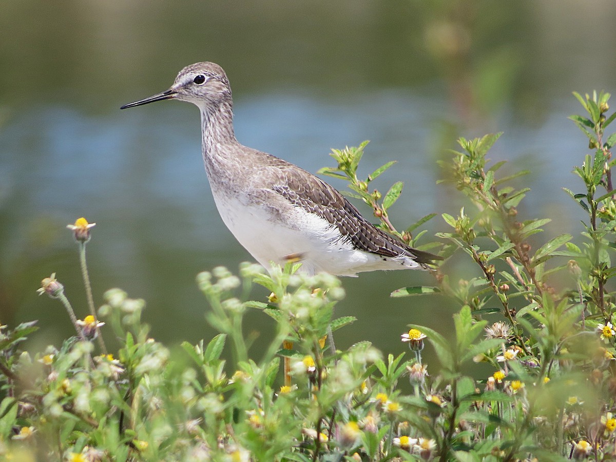 Lesser Yellowlegs - ML646308901